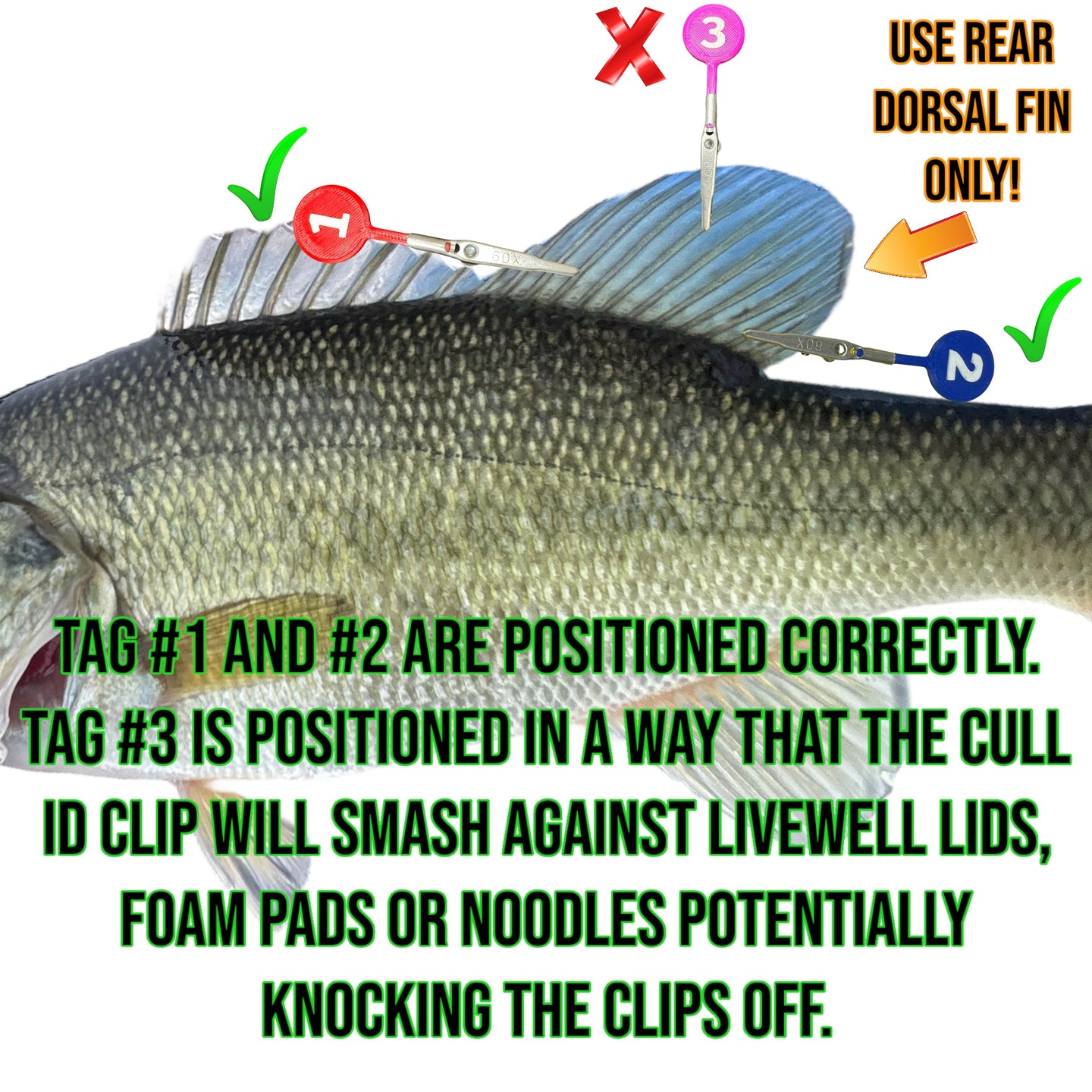 culling box fish DD26 Fishing Cull ID Tags